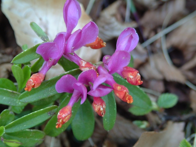 Polygaloides (=Polygala) chamaebuxus / Poligala falso-bosso